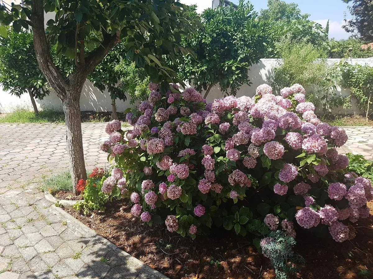 Apartment Siesta Porec